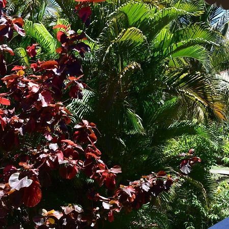 Jardin Sur Mer Terre-De-Haut Kültér fotó
